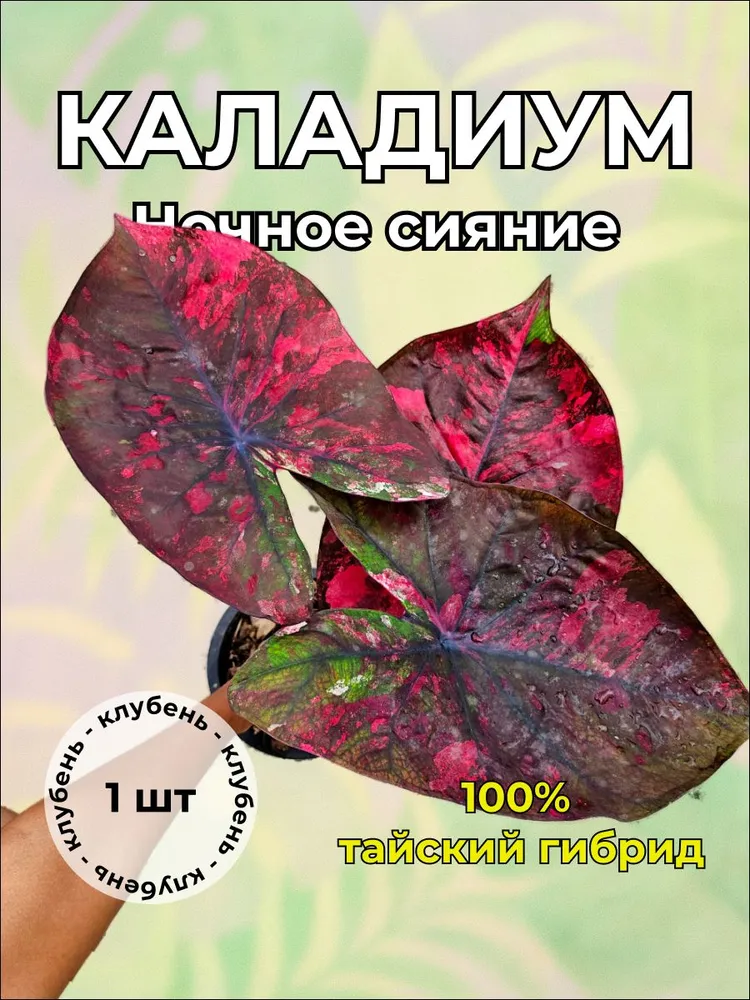 Каладиум Ночное сияние клубень