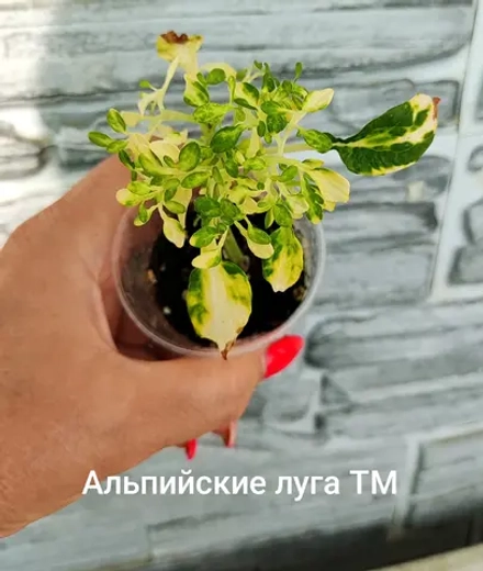 Альпийские луга ТМ колеус