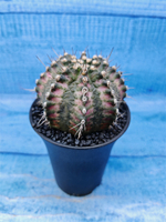 Gymnocalycium T-Rex Pink hybride (Гимнокалициум T-rex)