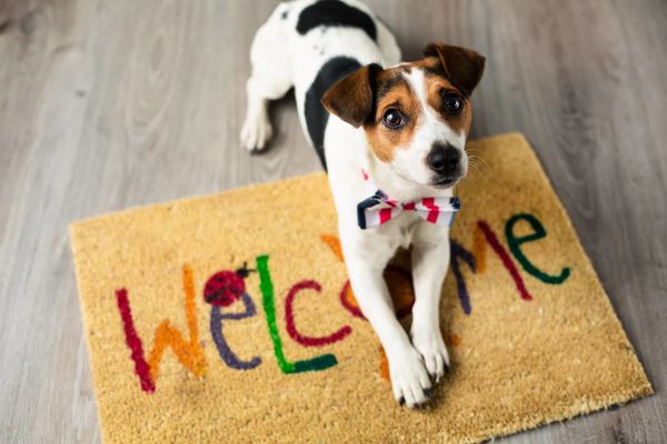 Заведения Сочи Pet-friendly
