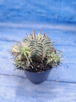 Euphorbia meloformis f. Variegated (Эуфорбия вариегатная)