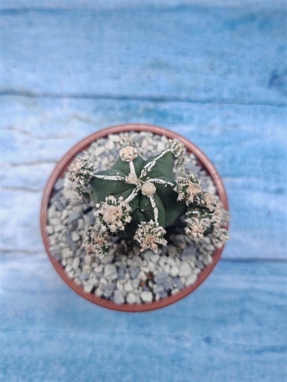 Astrophytum Myriostigma "Hakujo Fukuryu" (Астрофитум)