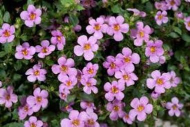 1022 Бакопа SCOPIA GREAT Pink Beauty (Весна 2026)