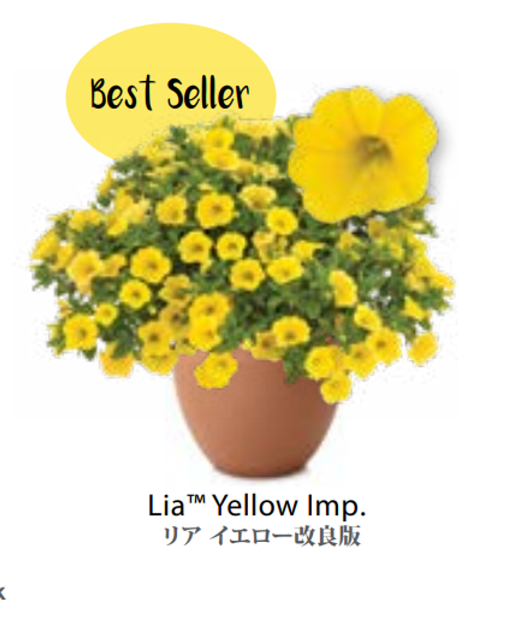 ЕВРО Calibrachoa Lia Yellow укорененный черенок март 26