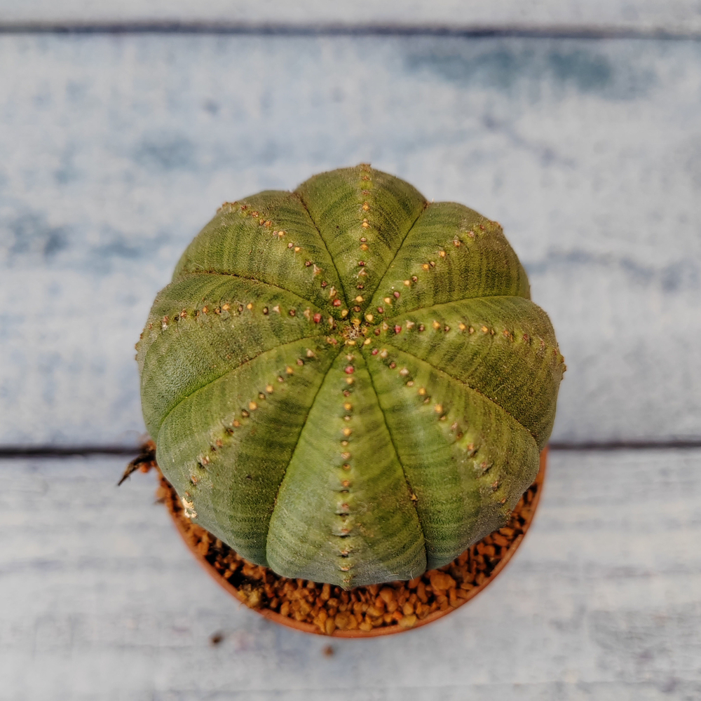 Euphoria Obesa (Эуфорбия)