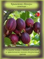 Крыжовник Консул бесшипный