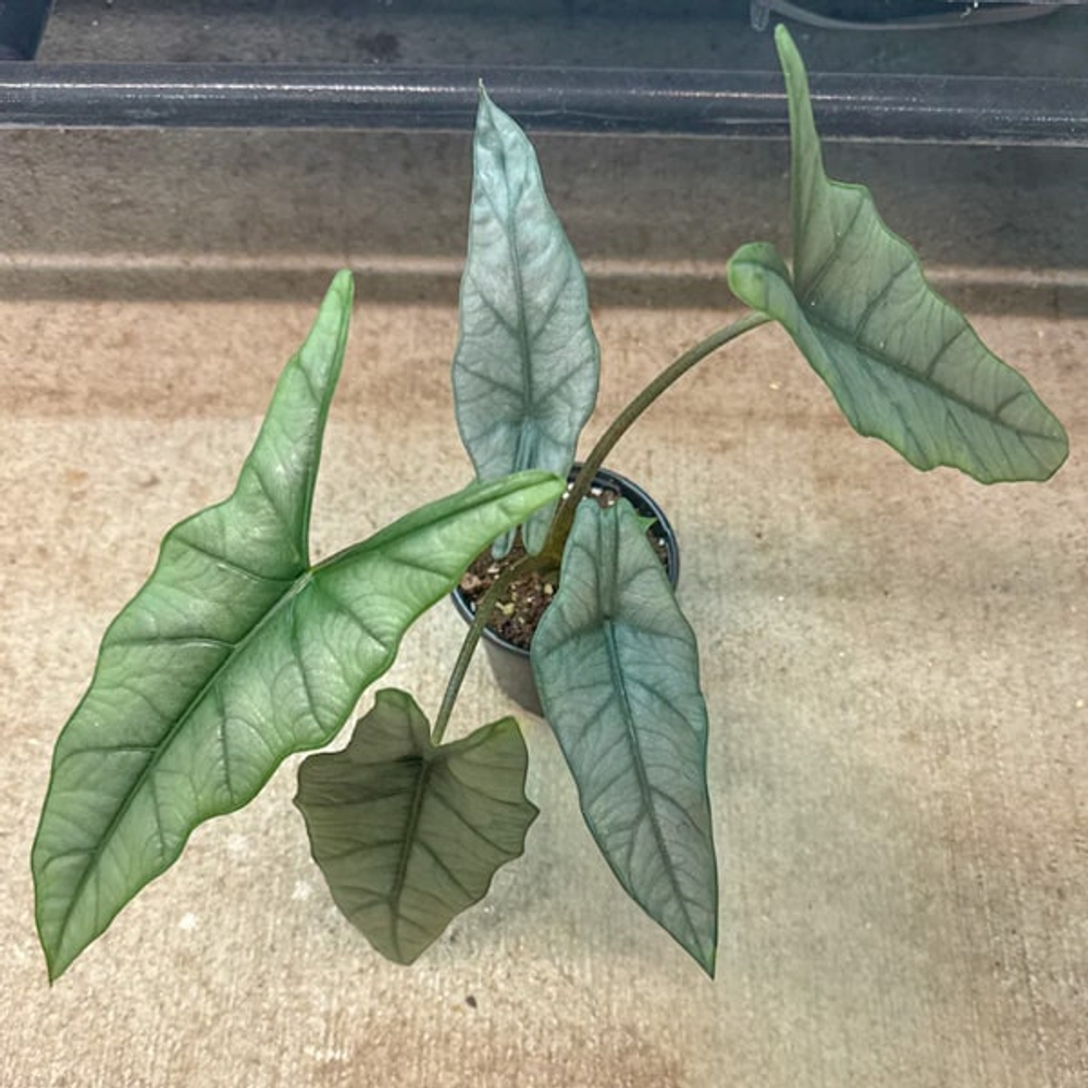 Алоказия HETEROPHYLLA METALLIC BLUE