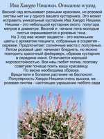 Ива Хакуро Нишики кустарник