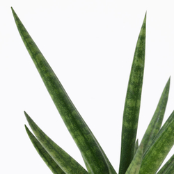 IKEA SANSEVIERIA  (ИКЕА САНСЕВИЕРИА)  -  Растение в горшке - Сансевиерия разные цвета 6 см