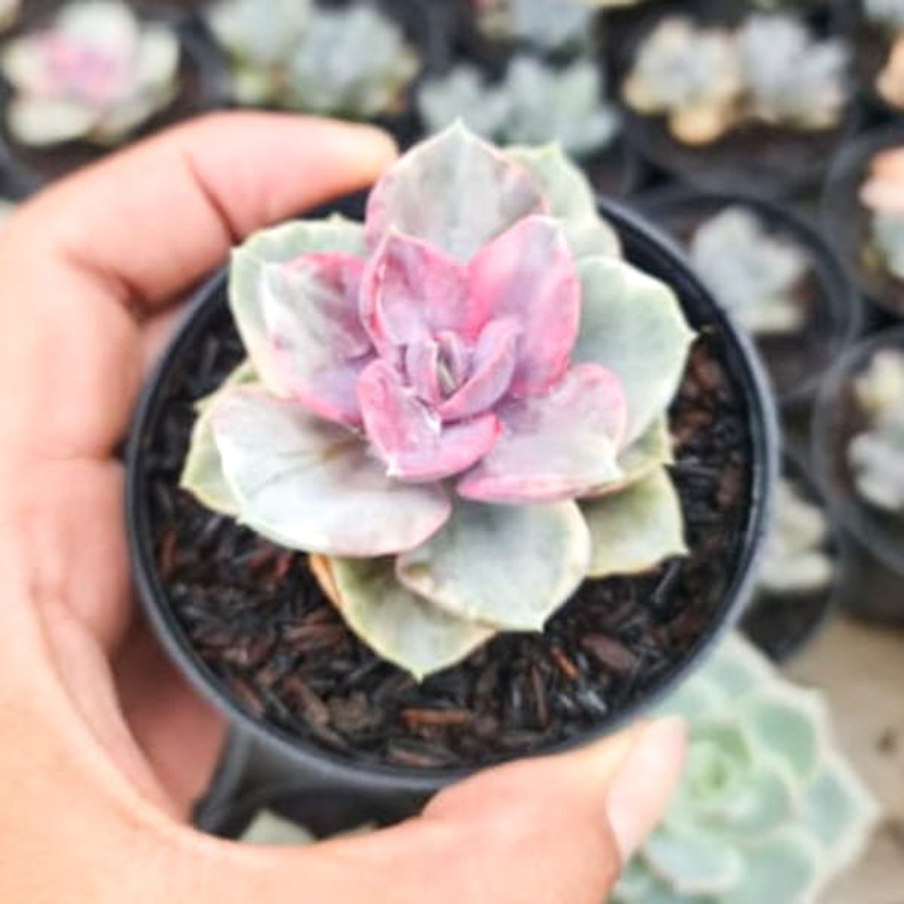 Эхеверия PERLE PINK BALL