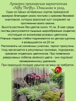 Армерия Нифти Трифти приморская вариегатная
