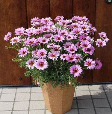 3634 Агрирантемум GRANDAISY PINK HALO IMP