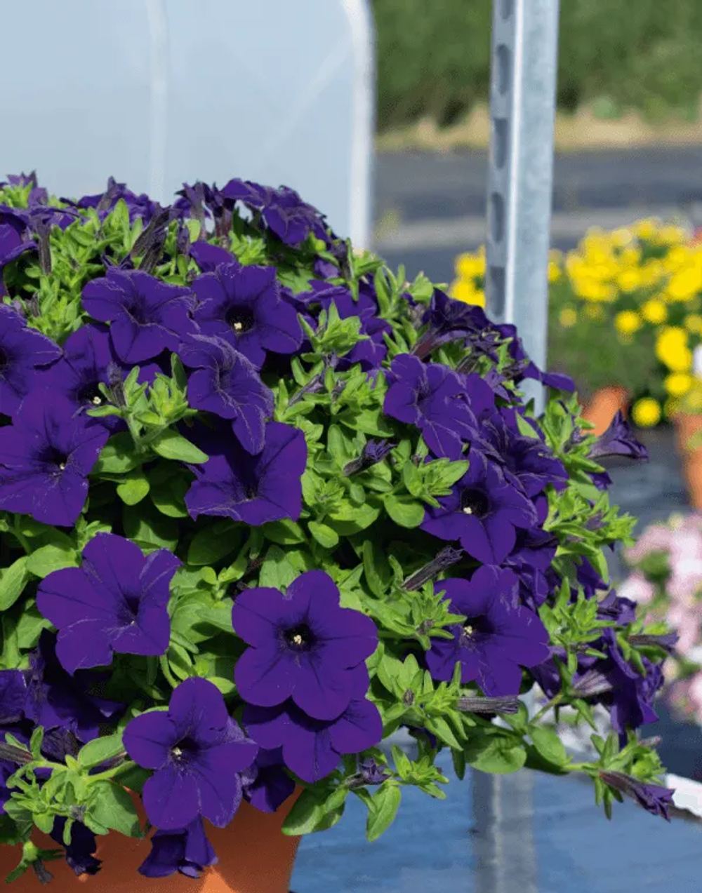 Петуния Petunia Surfinia Trailing Violet ЕВРО укорененный черенок ЯНВАРЬ 27 поставка 12