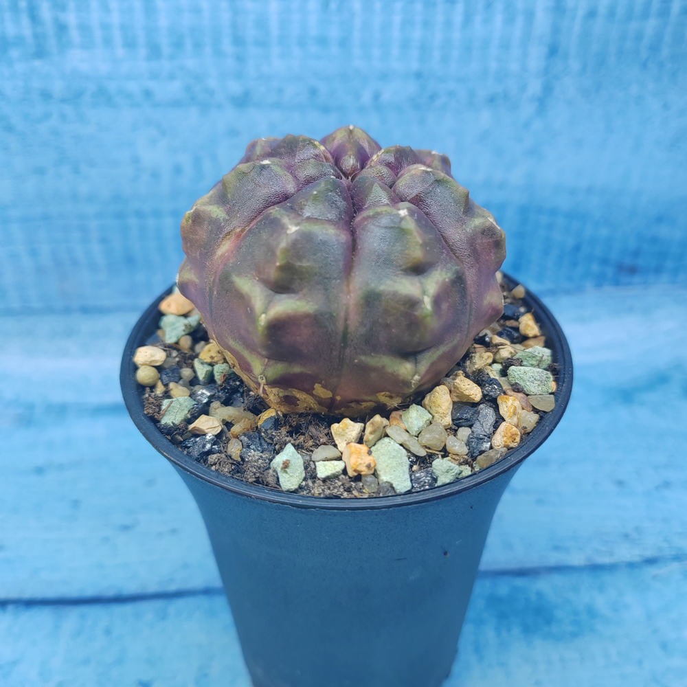 Gymnocalycium Daydream (Гимнокалициум)