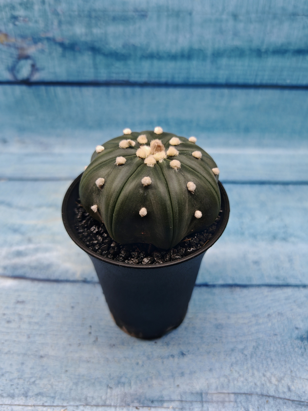 Astrophytum Asterias (Астрофитум)