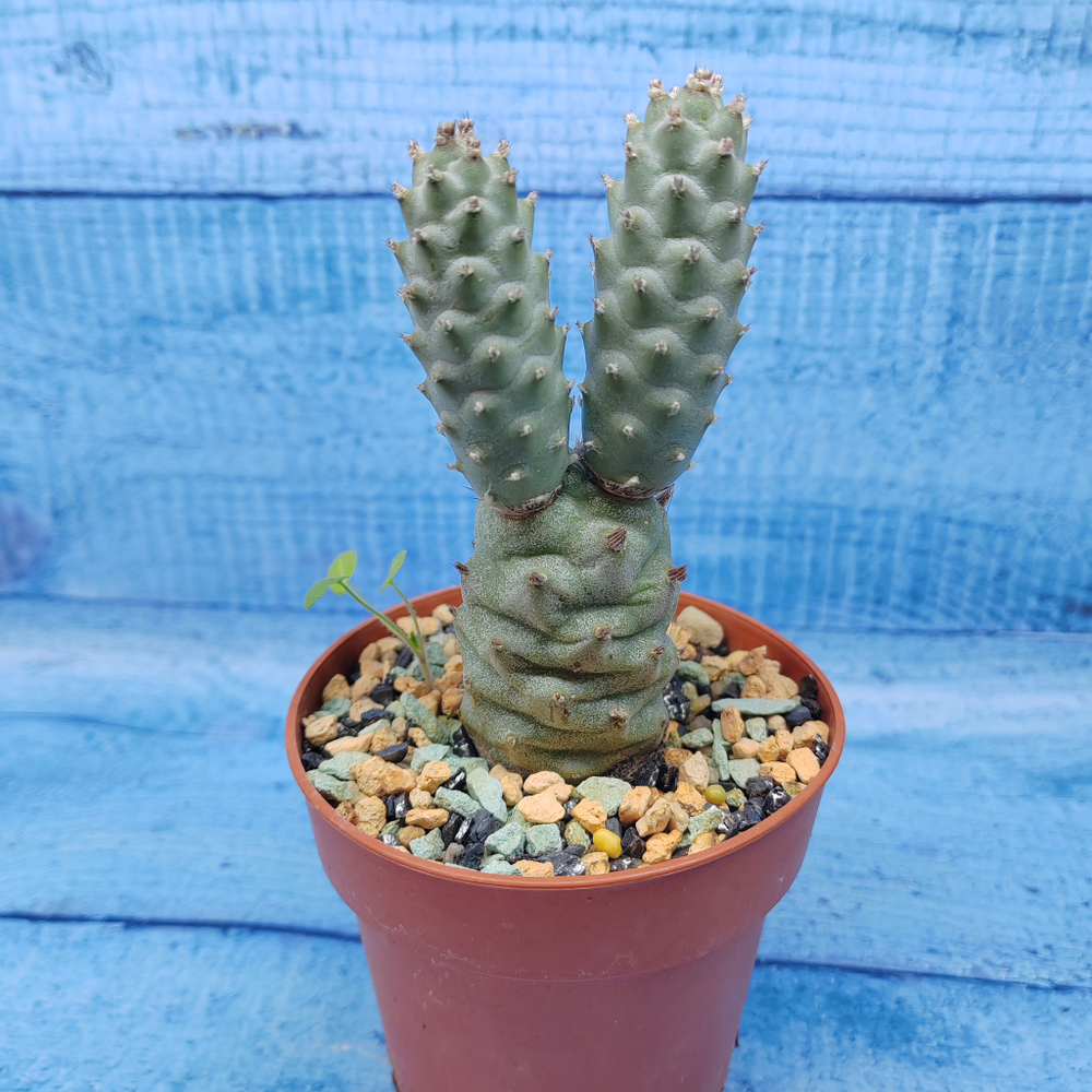 Tephrocactus Articulatus Diadematus (Тефрокактус)