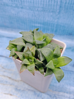 Haworthia Retusa Geraldii (Хавортия)