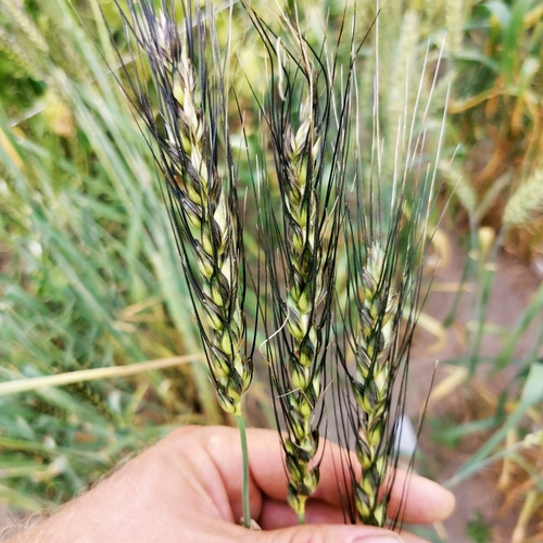 Пшеница Персидская Карталинская - Triticum Carthlicum