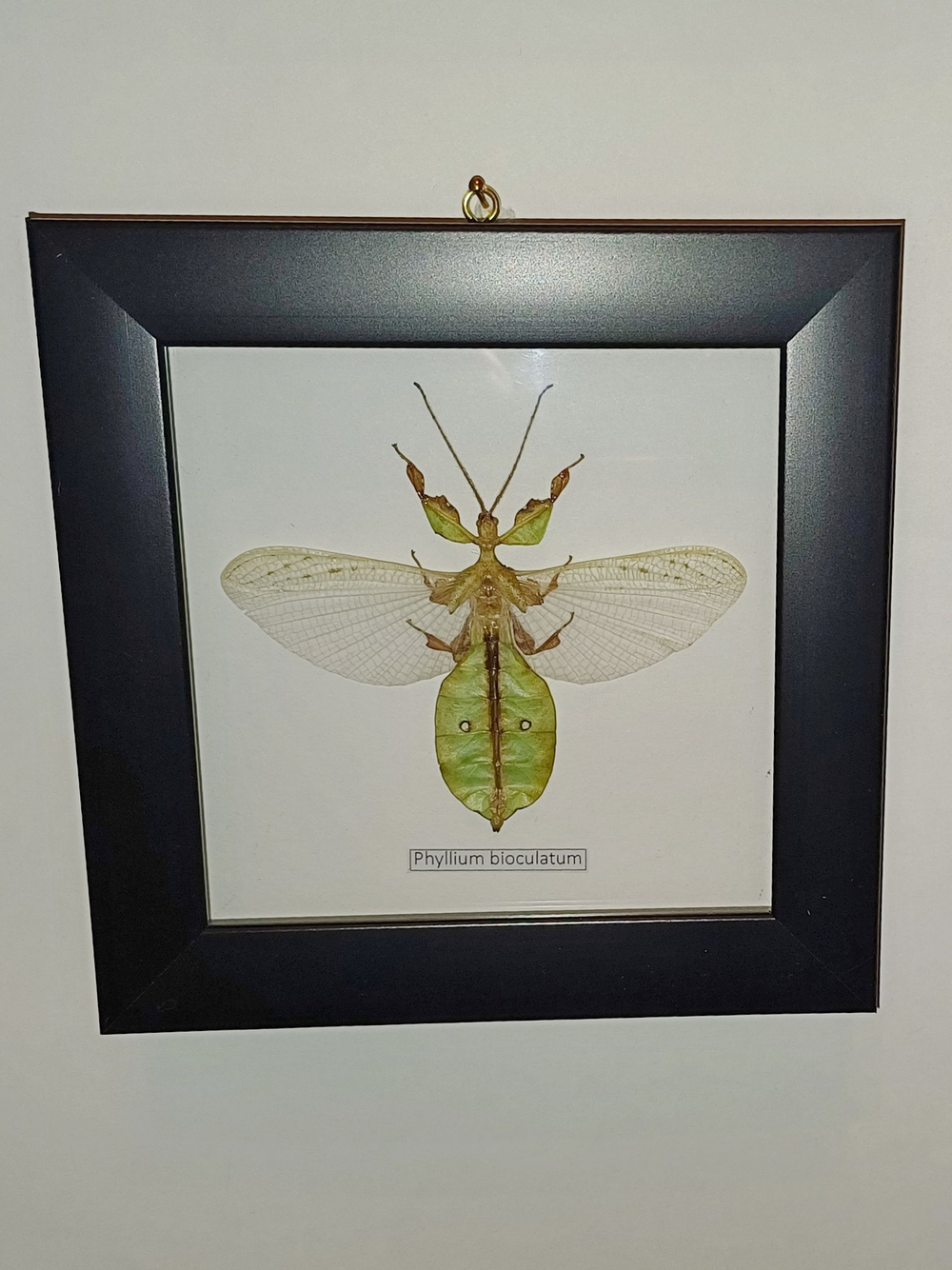 Палочник листовидный Phyllium bioculatum в рамке