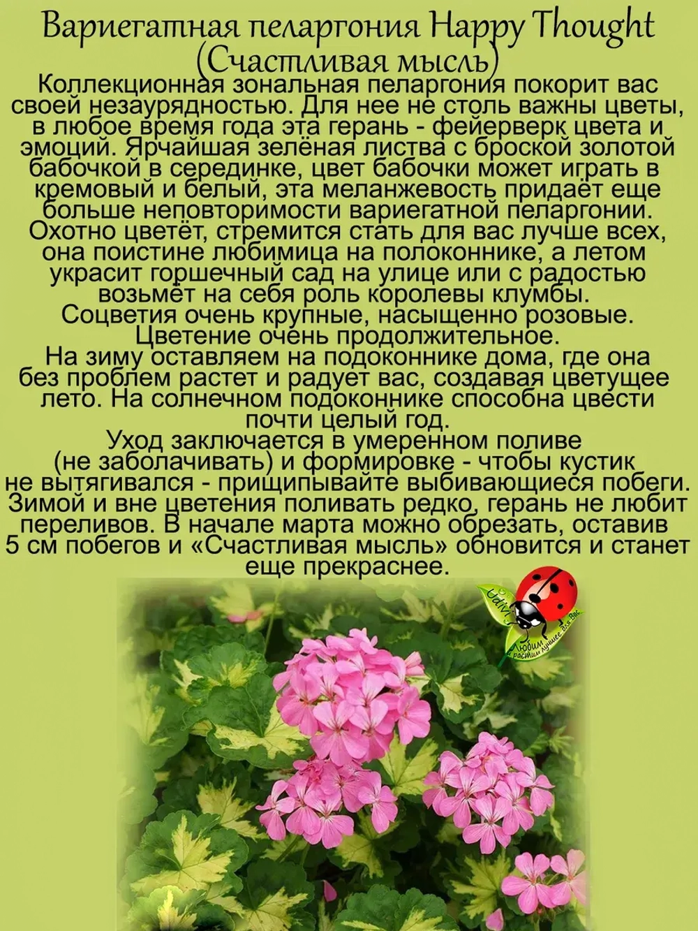 Пеларгония Счастливая мысль розовый Хеппи Тач