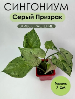 Сингониум Серый Призрак. Живое растение