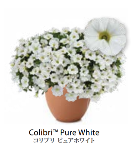 ЕВРО Калибрахоа COLIBRI Pure White укоренный черенок МАРТ поставка 22