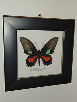 Бабочка Parides neophilus в рамке