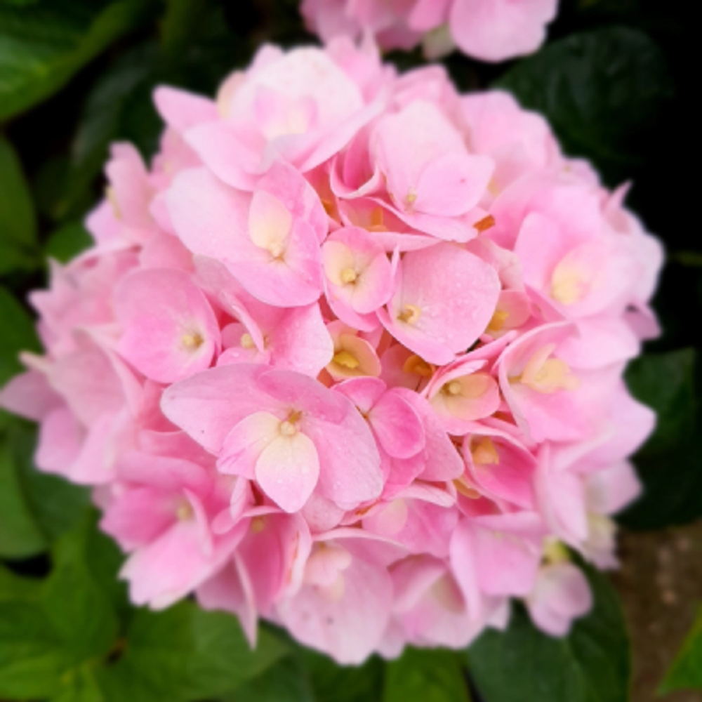 «Софт Пинк Сальса» («Soft Pink Salsa»)август-октябрь 2026 г.
