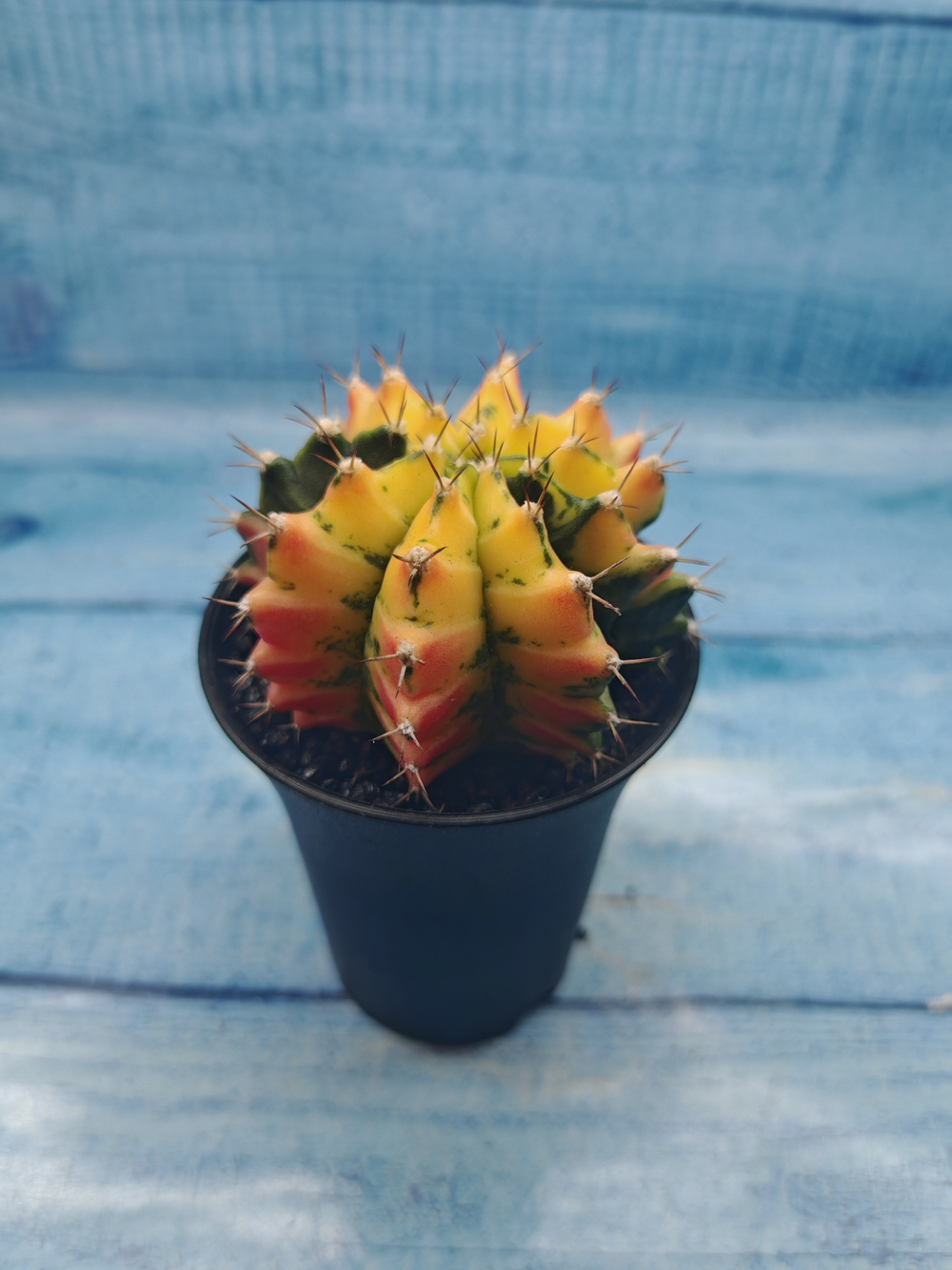 Gymnocalycium Variegata (Гимнокалициум Вариегатный)