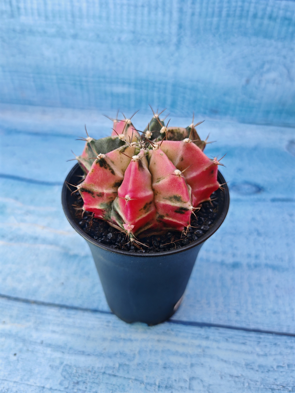 Gymnocalycium Variegata (Гимнокалициум Вариегатный)