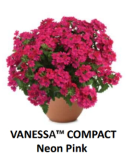 ЕВРО Вербена Vanessa Compact Neon Pink укорененный ЕВРО черенок февраль поставка 21