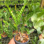 Леканоптерис L.LOMARIOIDES (P14)