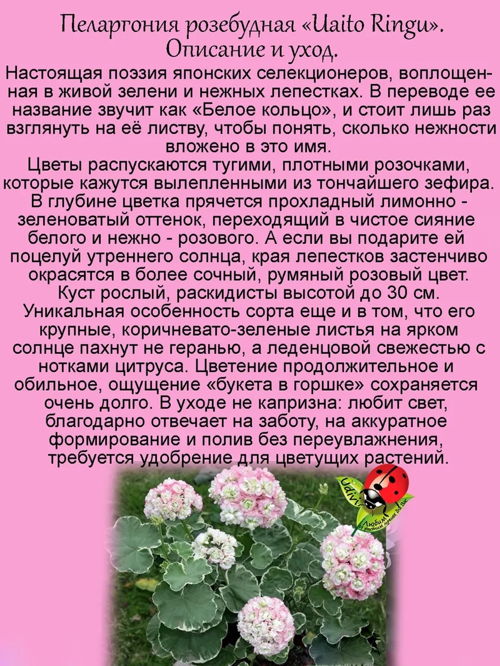 Пеларгония Уаито Рингу вариегатная розебудная