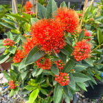 Ксантостемон оранжевый – Xanthostemon orange