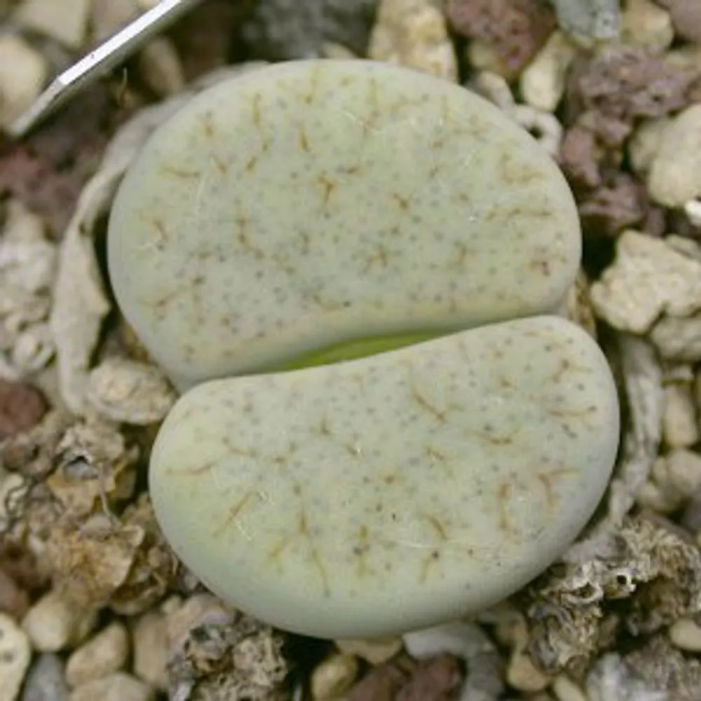 Литопс (C306 Lithops pseudotruncatella ssp. archerae) живые камни семена