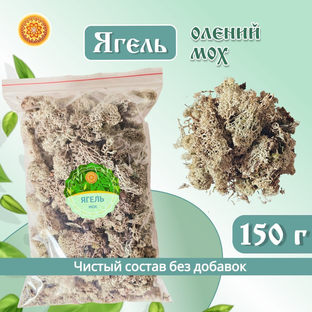 Ягель мох (кладония)