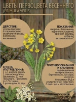 Первоцвет весенний (примула) цвет для фитосборов и настоев