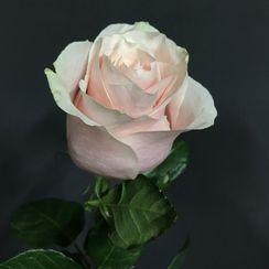 Роза Pink Mondial, Эквадор