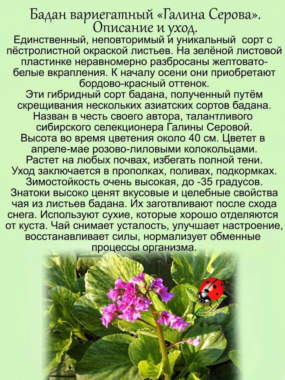 Бадан Галина Серова вариегатный пёстролистный