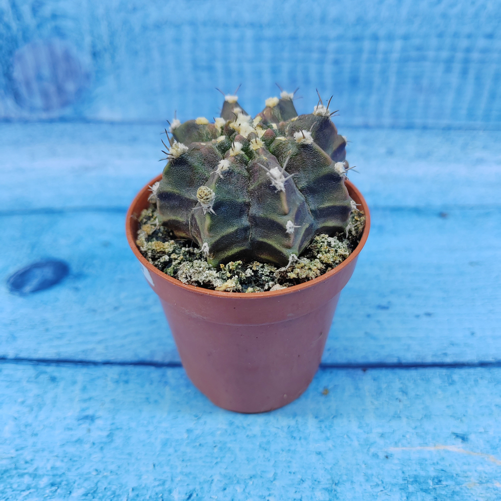 Gymnocalycium Friedrichii (Гимнокалициум)