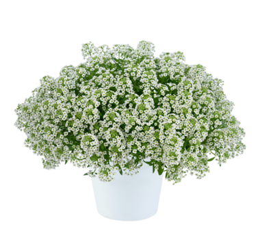 2422 Алиссум STREAM COMPACT WHITE