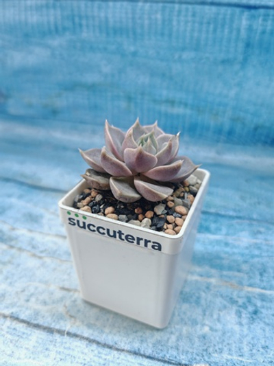 Echeveria Marsik (Эхеверия)