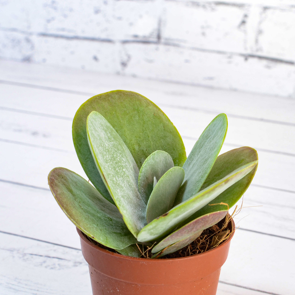 Kalanchoe Thyrsiflora red lips (Каланхоэ)