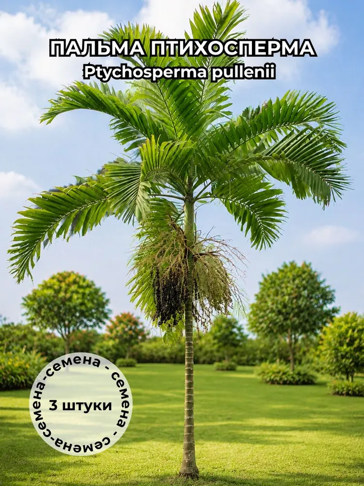 Пальма Птихосперма Ptychosperma pullenii — семена, 3 шт.