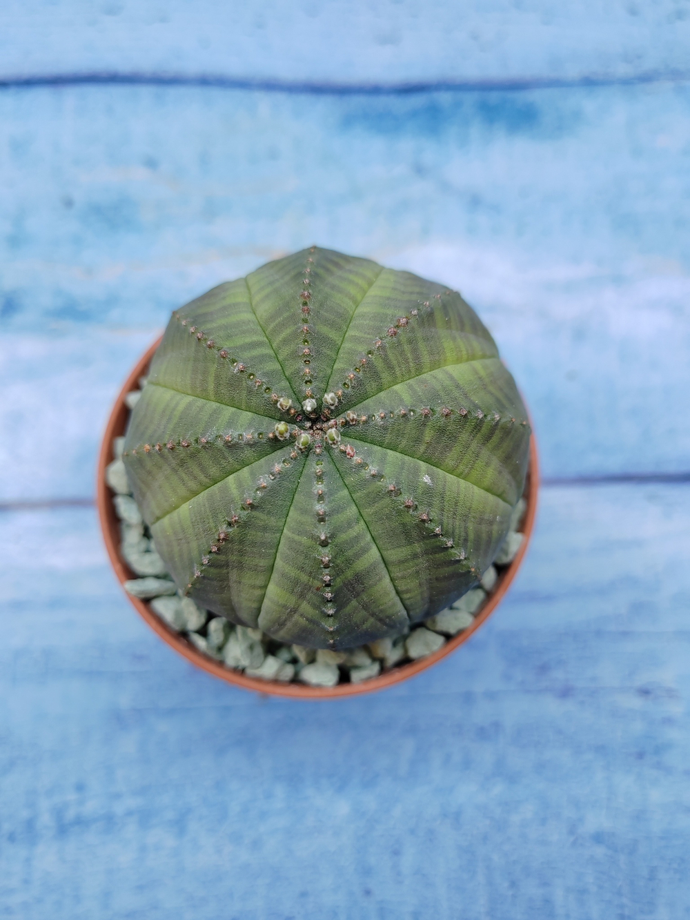 Euphorbia Obesa (Эуфорбия)