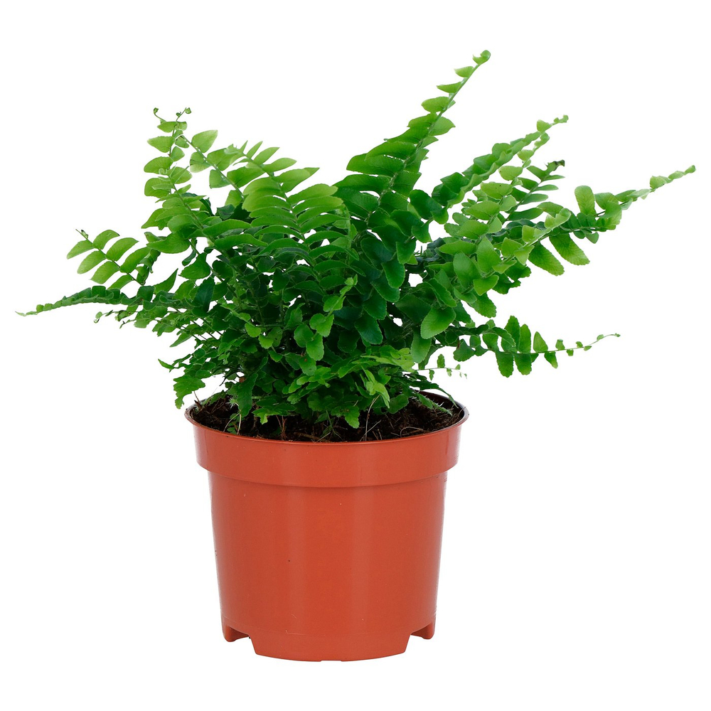 IKEA NEPHROLEPIS  (ИКЕА НЕПХРОЛЕПИС)  -  Растение в горшке - папоротник бостонский 9 см