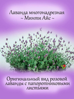 Лаванда Многонадрезная розовая с ароматом орегано