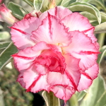 Адениум вариегатный WONDERFUL PINK (W45)