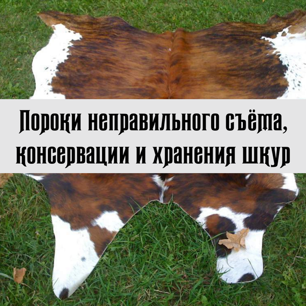 Пороки неправильного съёма, консервации и хранения шкур Пороки неправильного съёма, консервации и хранения шкур