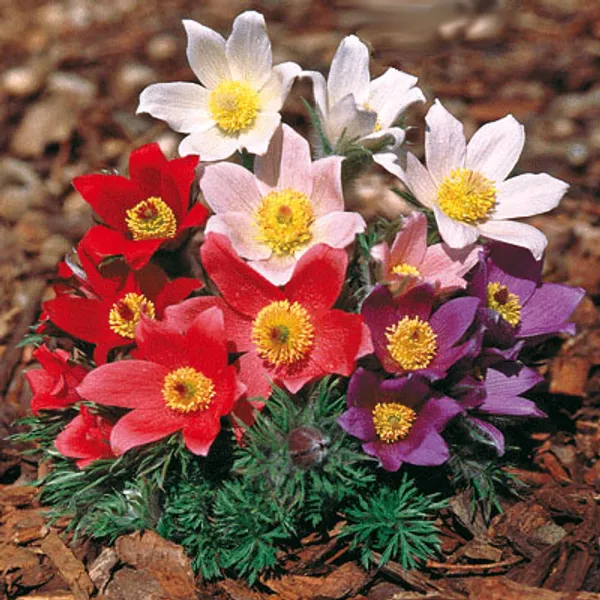 Pulsatilla Vulgaris Heiler-Hybrids